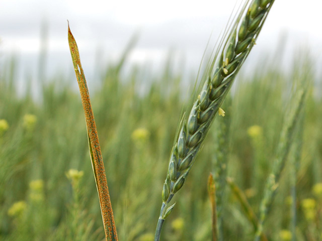 Most fungicides do a good job of controlling wheat disease. (Progressive Farmer image by Tanner Ehmke)